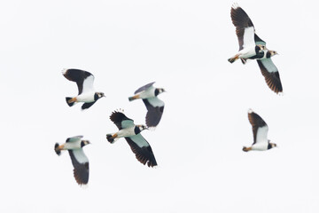 flock of isolated lapwing birds (vanellus vanellus) in flight