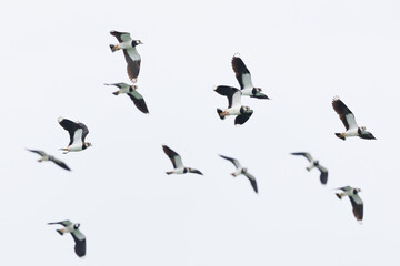 group of isolated lapwings (vanellus vanellus) in flight - 594300411