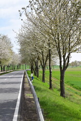 Avenue of White Blooming Cherry Trees