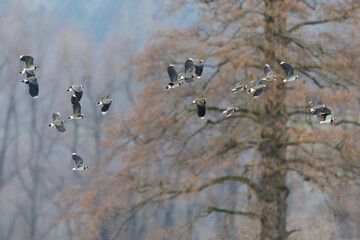 flock of lapwings (vanellus vanellus) flying in front of tree - 594300657