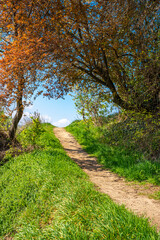 Landschaft ein Spazierweg mit grüner Wiese und blühende Bäume und blauer Himmel