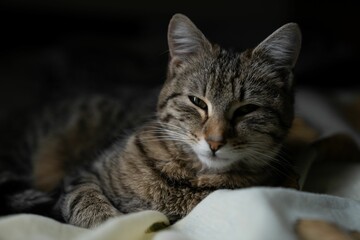 Cute sleepy tabby cat looking at the camera in soft daylight.