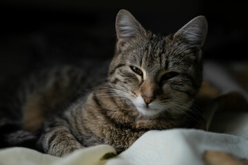 Naklejka na ściany i meble Cute sleepy tabby cat looking at the camera in soft daylight.