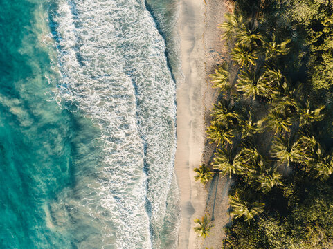 Aerial top drone view on sand beach,palm tree and ocean on the caribbean island of Martinique, France. Famous Plage des Salines beach.
