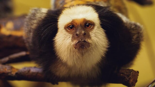 Marmoset sitting on a branch and looking around