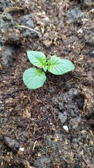 A young potato sprout emerges from the ground in spring