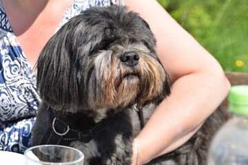 Cute, shaggy dog in the arms of the owner.  Pets. 