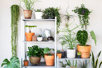 beautiful plants for home decoration