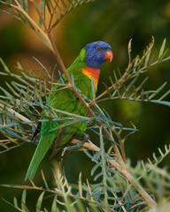 Rainbow lorikeet sitting in a tree in Brisbane, Queensland, Australia.