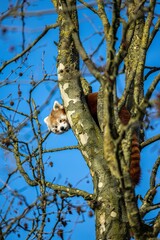 Vertical shot of a red panda on a tree
