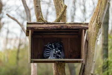 Small wooden house on a tree with lemurs hiding inside