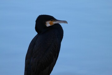 Closeup shot of a black great cormorant bird on a blue sky background