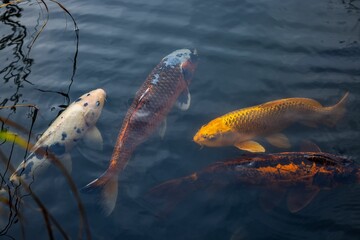 Top view of colorful koi fish in a pond