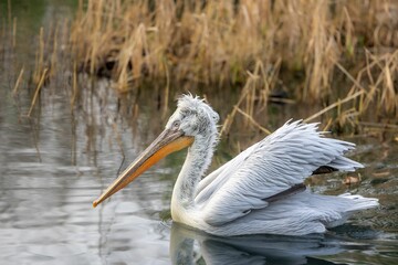 Closeup shot of a dalmatian pelican swimming on a pond