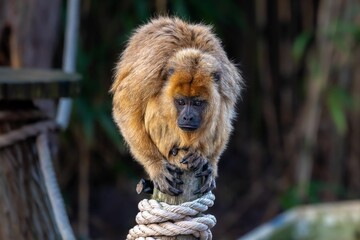 Female black howler monkey sitting on a wooden pole