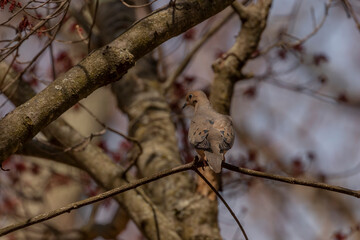 Mourning Dove perched on a tree branch