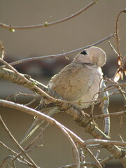 dove on branch