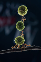 The power of weaver ant,Oecophylla lift Leucaena glauca flower