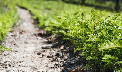 Rows of young coniferous spruce trees. Growing and cultivation seedlings in a forest nursery. Caring and supporting the environment