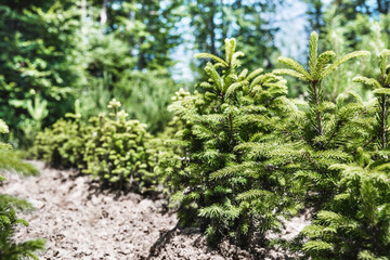 Growing and cultivation young evergreen coniferous trees in the forest nursery. Caring and supporting the environment