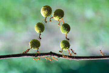 the cohesiveness and strength of weaver ants, Oecophylla which is also a biological indicator, monitoring changes in the quality of the environment and determining conservation areas.