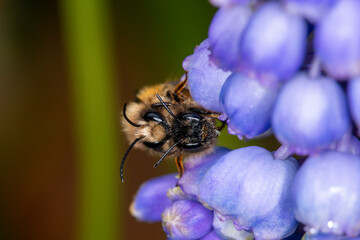 A pair of tawny mining bees (Andrena Fulva) mating on a blue flower