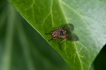A small fly (musca domestica) at rest on an ivy leaf.  Closeup