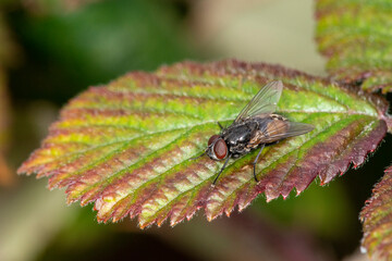 A small fly (musca domestica) at rest on a leaf.  Closeup