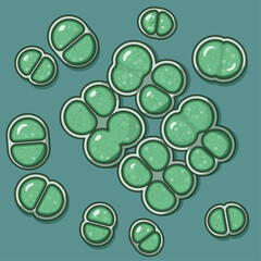 Chroococcus is a photosynthetic cyanobacteria found in freshwater and soil, with a gelatinous sheath, important for primary production and nutrient cycling in aquatic ecosystems.