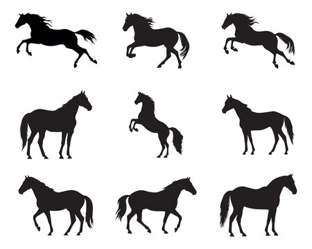 Silhouette horse collection - vector illustration