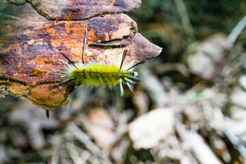 Yellow-green Moth caterpillar on a piece of wood