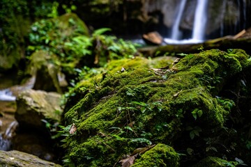 green plants and rocks in the woods near a waterfalls of water