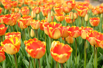 Darwin hybrid Tulip 'Banja Luka'  in flower.