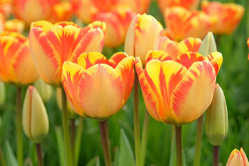 Darwin hybrid Tulip 'Banja Luka'  in flower.