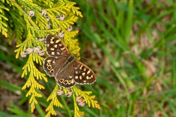 A speckled wood butterfly (Pararge aegeria) basking in the sunshine on a cypress tree