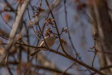 Tufted Titmouse eats a Red Maple blossom while perched on a branch