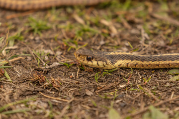 Ribbon Snake stares down a preceived threat