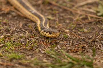 Ribbon Snake stares down a preceived threat