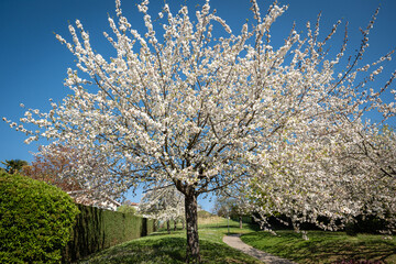 Cerisiers en fleurs