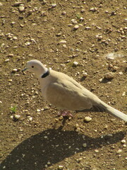  dove on the ground