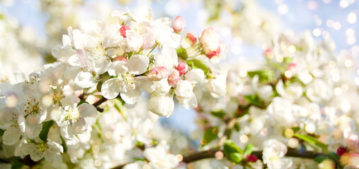 spring flowers in the garden - spring background and greeting card for seasons - apple blossom tree