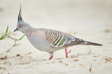 Crested pigeon on The beach at Noosa, Queensland, Australia.