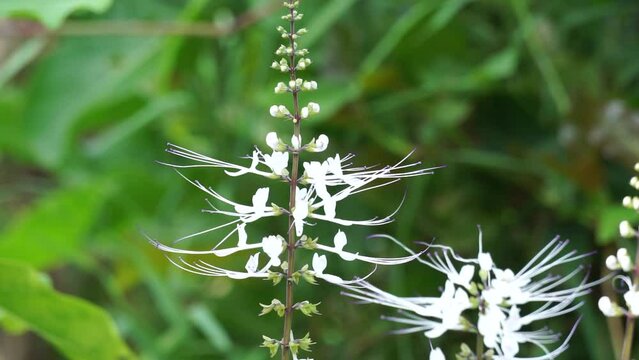 Orthosiphon aristatus (Also called kumis kucing, kidney tea plants, java tea, remujung, cat's whiskers) flower. As a medical herb, it is used for increasing excretion of urine, lowering uric acid etc