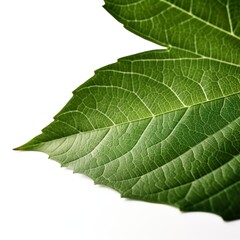 Obraz premium Leaf zoomed