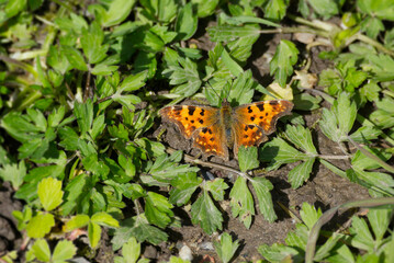 Fototapeta na wymiar Comma butterfly (Polygonia c-album) sitting on a green leaf in Zurich, Switzerland