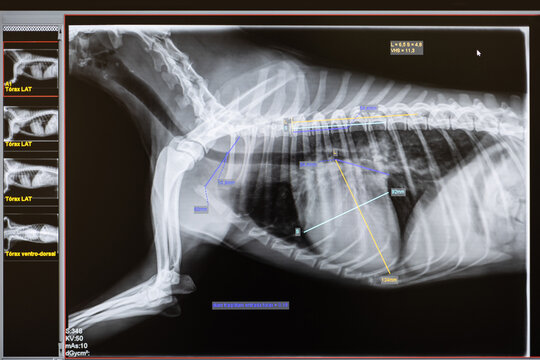 X-ray image of a dog