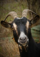 Closeup shot of the portrait of the Poitou goat in the park. - obrazy, fototapety, plakaty