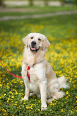A close-up portrait of a dog of the Golden Retriever breed. The concept of love for animals. Young dog in nature. Dog on the background of green grass and yellow flowers  