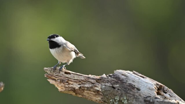 Black-capped Chickadee feeding on a log