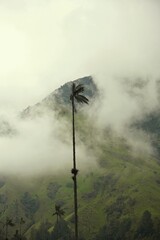 Valle de Cocora, soledad.